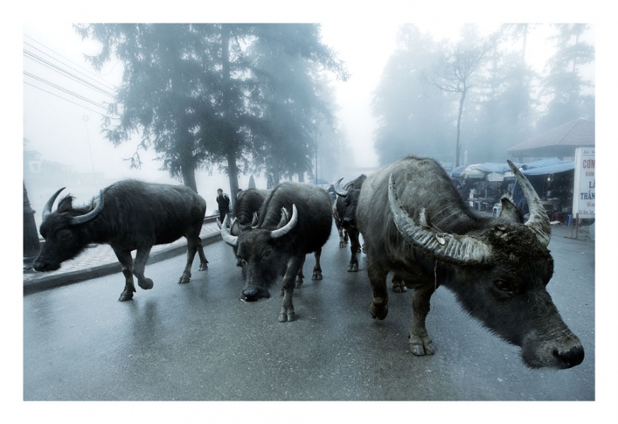 Wandering Buffalo - Sapa, Vietnam